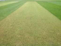 Synthetic Cricket Pitch