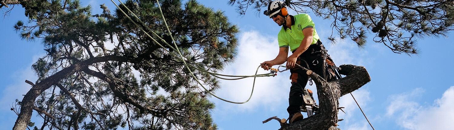 tree lopping Fairfield