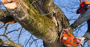 tree removal Oak Park