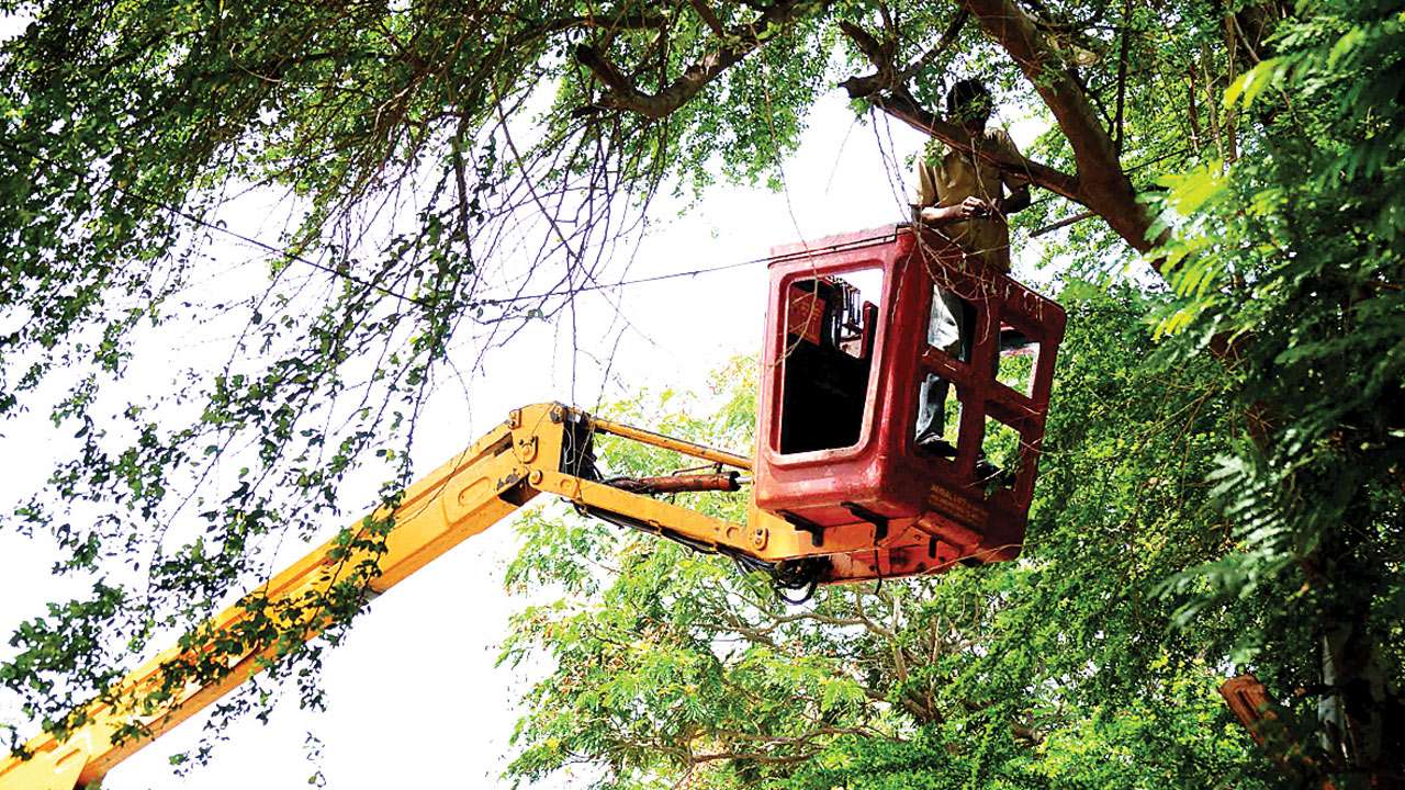 tree removal Fairfield