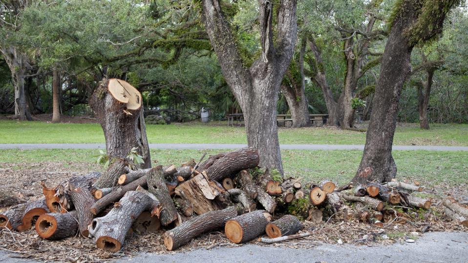 tree removal Northcote