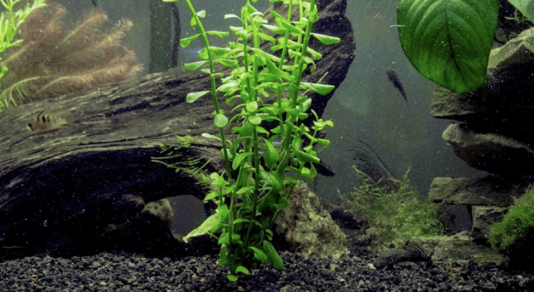 aquarium plants australia