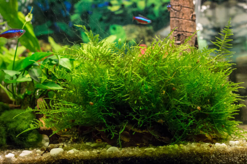 java moss for sale