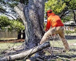 Choosing the Right Tree Removal Service in Avondale Heights