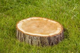 Reasons to Hire a Stump Removal Service