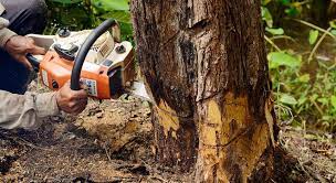 Choosing a Tree Removal Fairfield Service