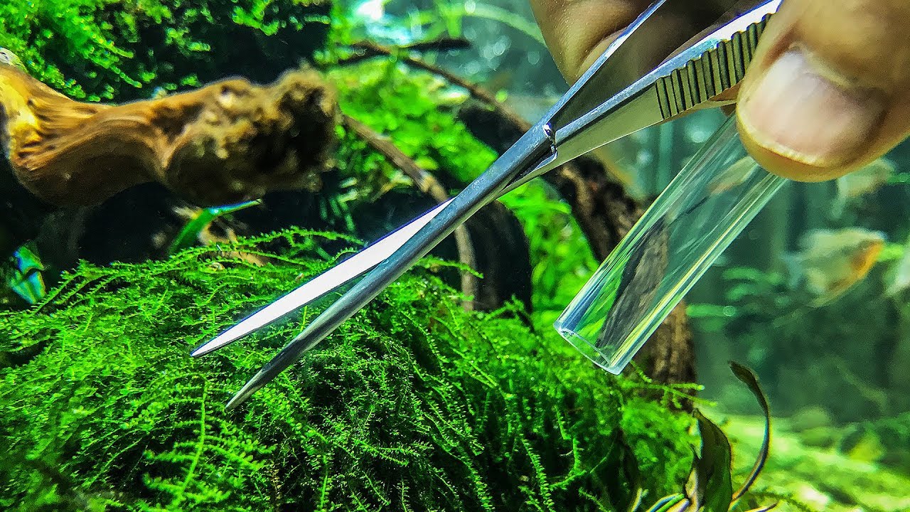 moss for aquarium