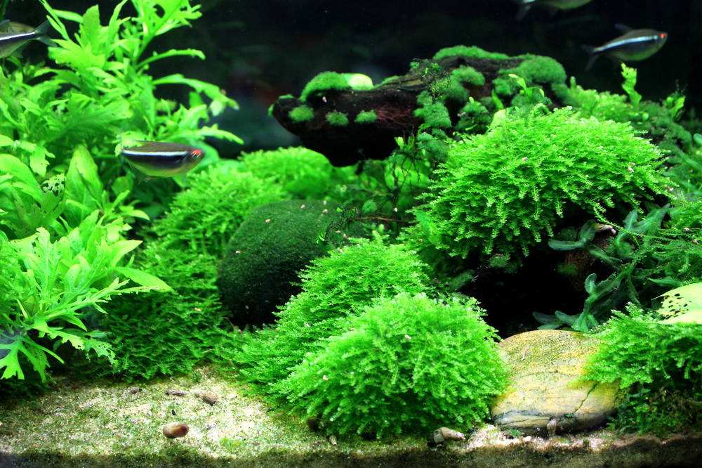 Using Moss in Your Aquarium