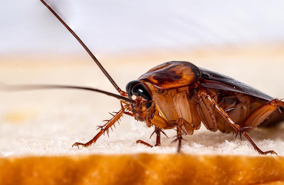 cockroach control Glen Waverley